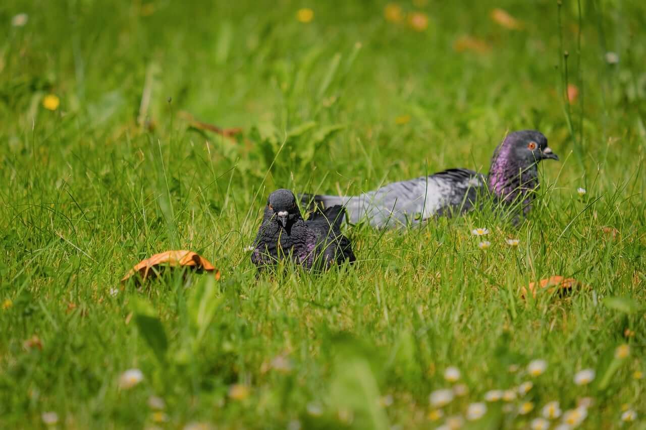 pigeon, grass, green, nature, summer, meadow, birds, wild, wings, calm, background, ground, feather, tranquility, search, still, eye contact, simplicity, pattern-10351940.jpg