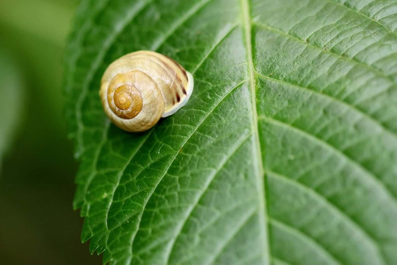snail, leaf, shell, green, macro, detail, nature, circle, spiral, leaf vein, garden, natural, wild, ecological, slow, domestic, mollusk, ornament-10351931.jpg
