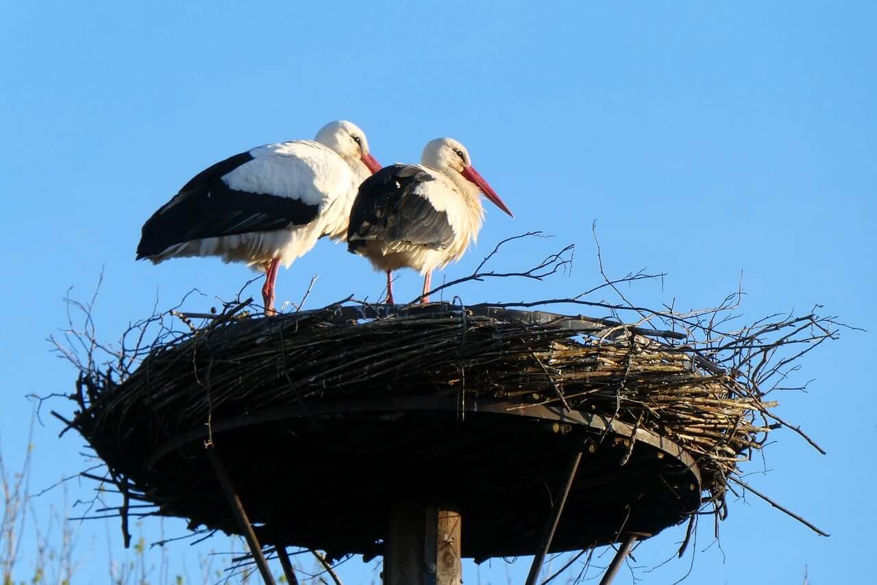 stork, nest, spring, two, pair, sunset, bird, nature, wildlife, white stork, aviairy, ornithology, natural habitat, bird nest, brown branch, blue sky, roost, wooden platform-10352659.jpg