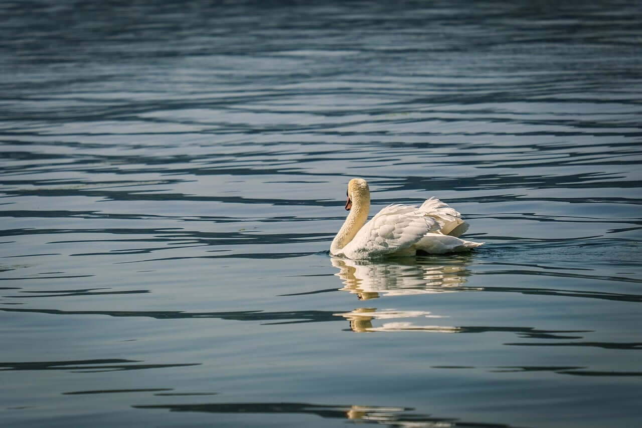 swan, lake, water, swimming, nature, bird, wings, solitude, calm, reflection, peaceful, center, day, outdoors, animal, landscape, blue, white feathers, summer atmosphere, lonely swimming, beautiful day-10351941.jpg